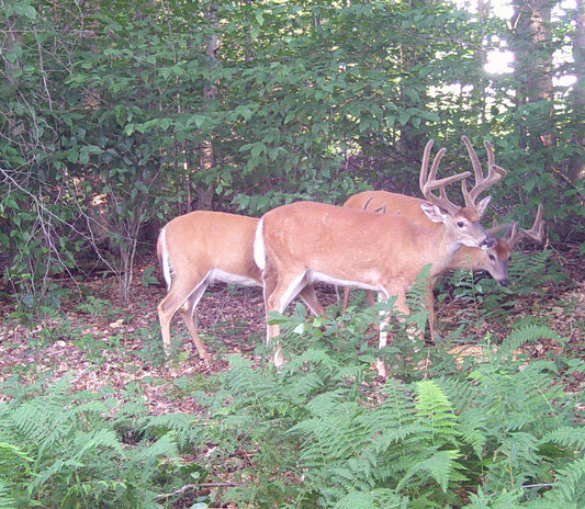 How to Scout Deer: Reading Signs and Patterns