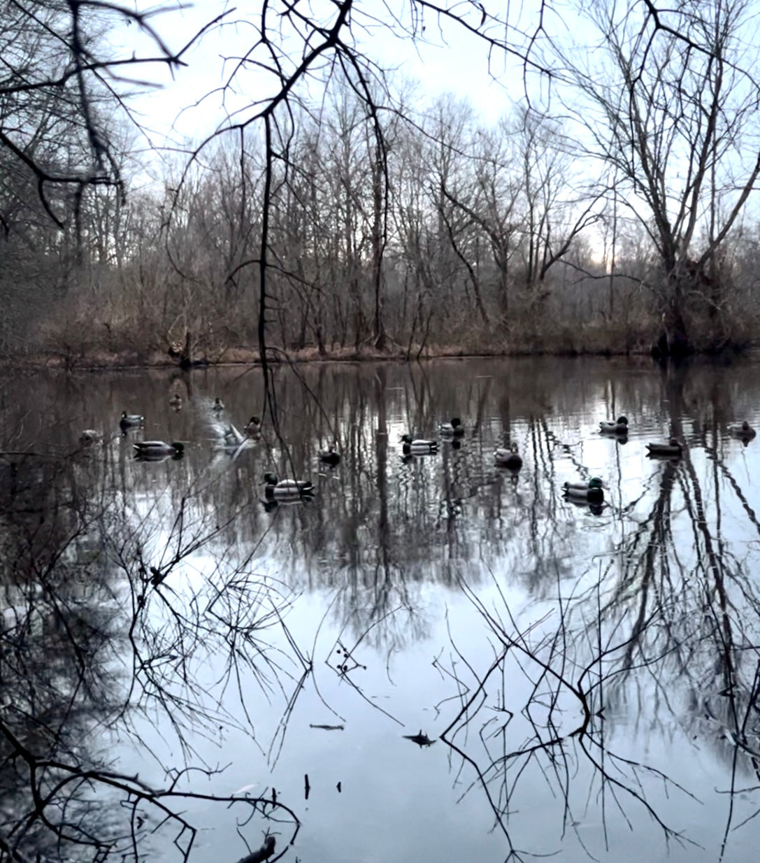 Duck Decoys: Setup Strategies and Tips