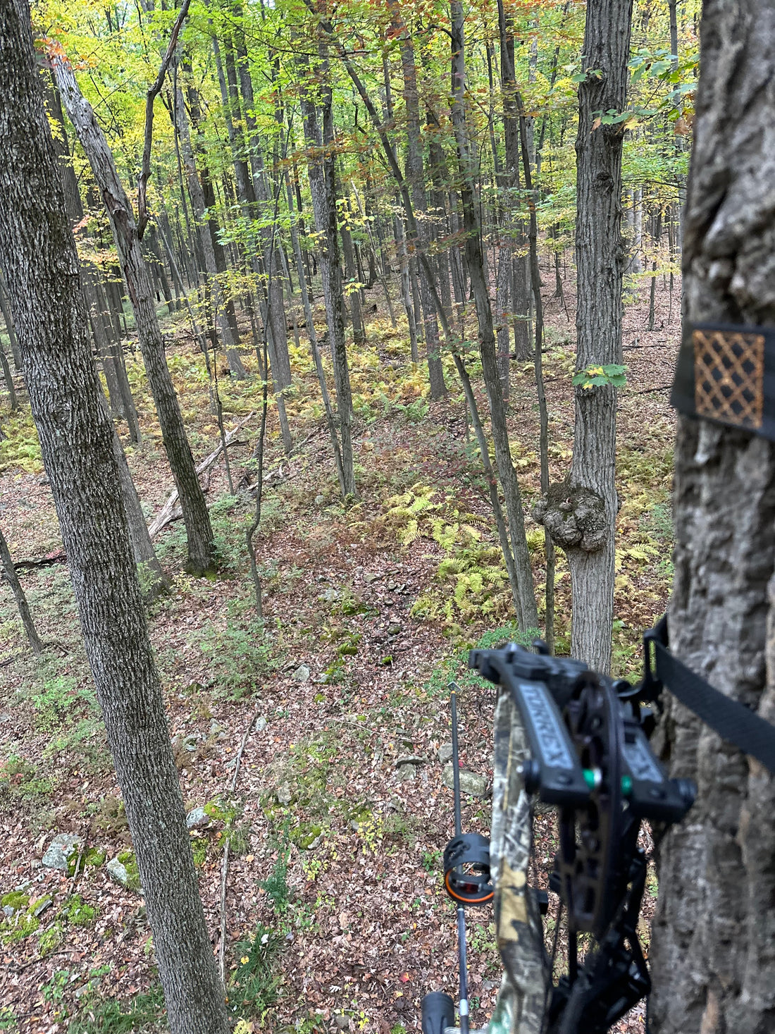 Deer Hunting on Public Land: Challenges and Strategies