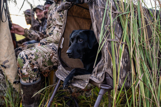 Early Season Ducks: How to Read the Marsh and Fill Your Strap Before the Pressure Builds