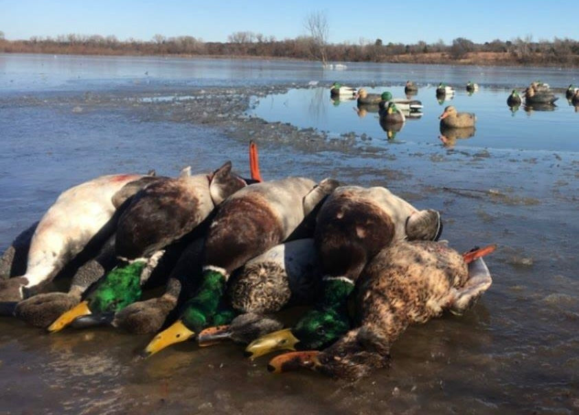 Duck Ice Hole, Mallards