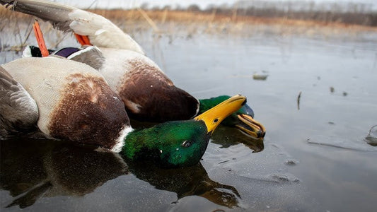Hunting the Freeze: How to Find Ducks When the Water’s Iced Over