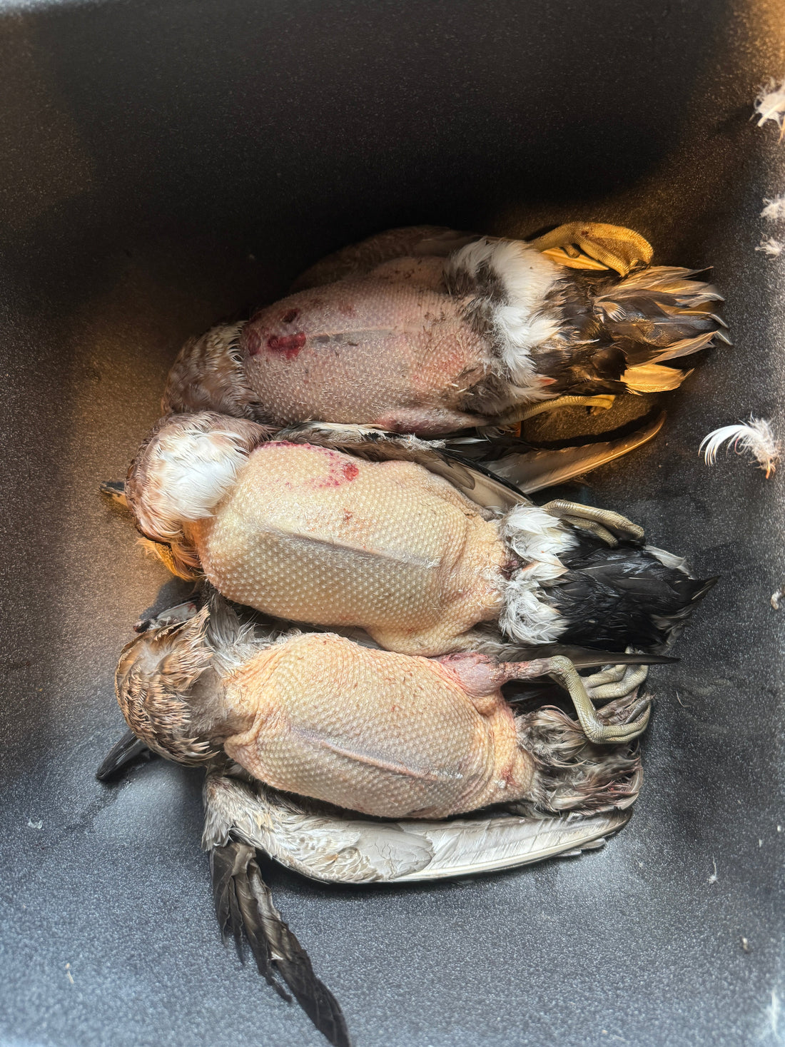 Step-by-Step Guide to Cleaning a Duck: From Field to Table