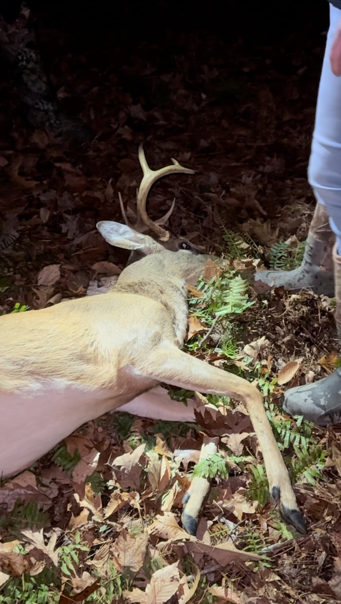 How Weather Influences Buck Bedding Locations: Understanding the Patterns