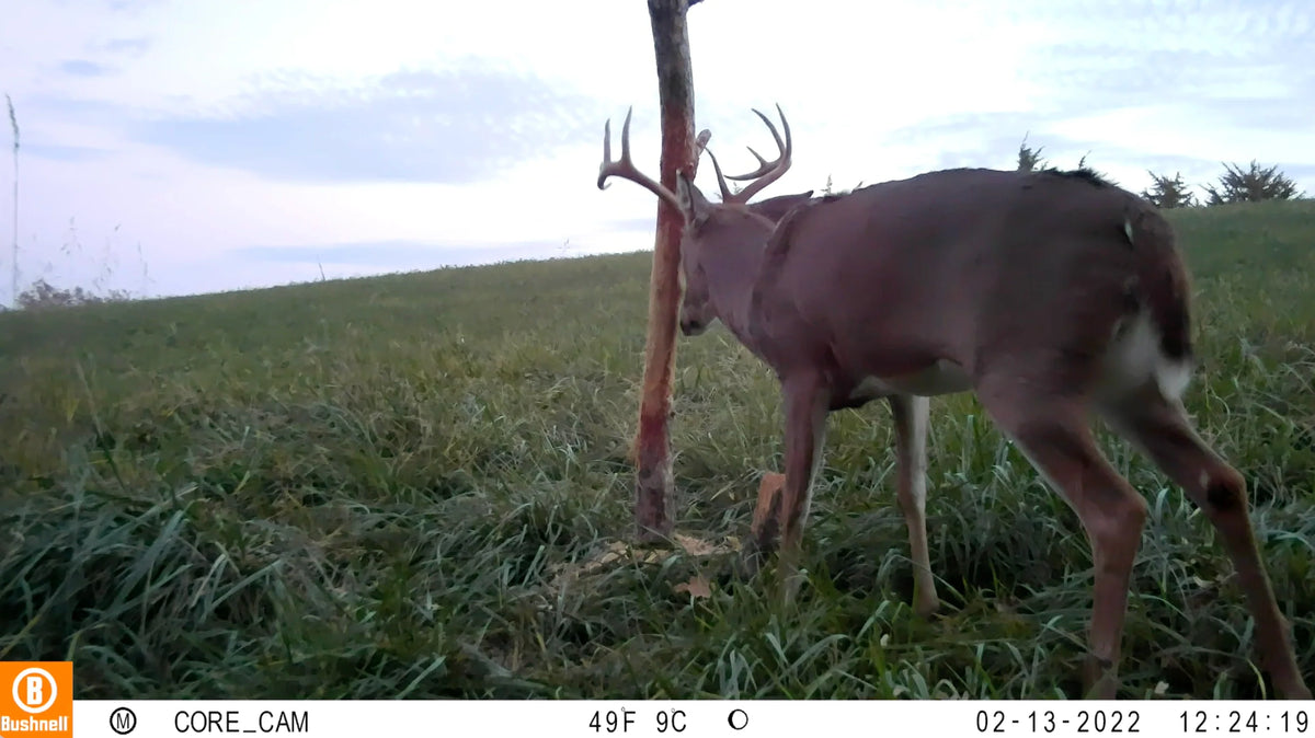 The Rub Tree System | Great for Scrapes Too! | Early Season - Post Rut