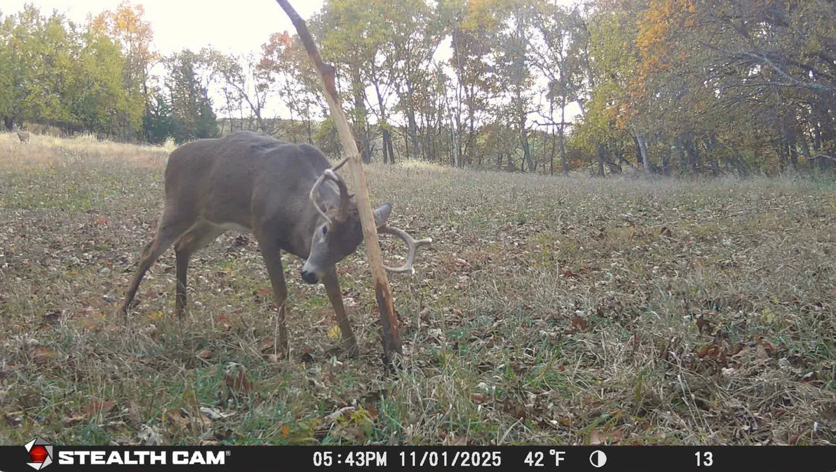 The Rub Tree System | Great for Scrapes Too! | Early Season - Post Rut