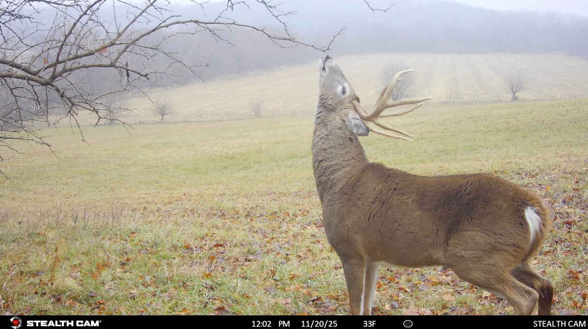 Scrape King | Buck Preorbital Gland