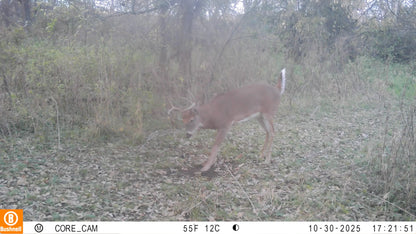 Scrape Addict | 5 Glands from bucks and does