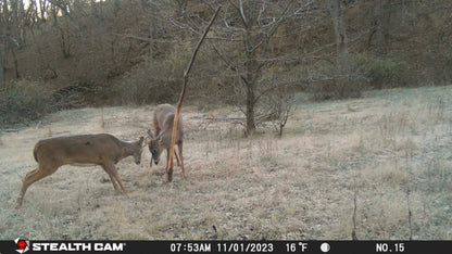 Buck Junkie | Buck Preorbital/Forehead/Salivary Glands