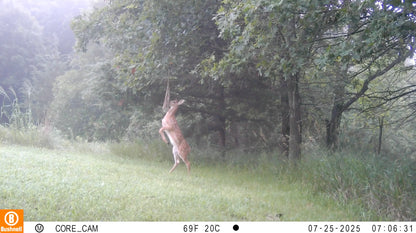 Scrape Queen | Doe Preorbital Gland