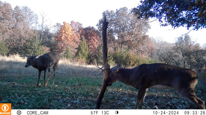 Buck Junkie | Buck Preorbital/Forehead/Salivary Glands